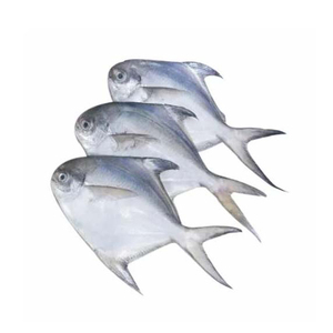 ปอมเฟร็ตสีแดงสดแช่แข็ง - Product Image 6