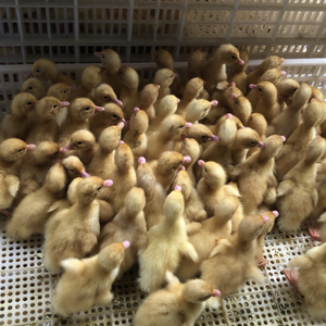 Incubateur d'oeufs à vendre Incubateurs pour oeufs à couver entièrement automatique automatique grand fabricant du Vietnam - Product Image 3