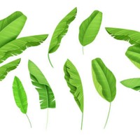 100% feuilles de bananier fraîches naturelles et écologiques à prix économique pour l'emballage des aliments pour l'exportation agricole
