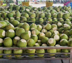 Noix de coco fraîche 12cm 15cm du Vietnam Produit de noix de coco biologique de qualité supérieure avec coque 100% Noix de coco verte - Product Image 4