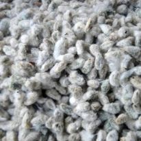 Wholesale Bulk Supply High Quality <b>Cotton</b> Seed for Sale - Product Image 4