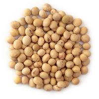Graines de soja jaunes biologiques naturelles de qualité supérieure pour la consommation humaine, soigneusement nettoyées, pour les marchés internationaux