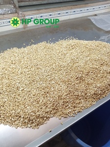 الأكثر مبيعًا-تسليم سريع مكسرات الكاجو SP بأقل سعر من مصنع فيتنام عالي الجودة - Product Image 5