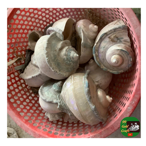 Coquille de conque en gros, coquille de conque polie naturelle, fournisseur de coque turbo décorative pour aquarium, artisanat et décoration de la maison - Product Image 1