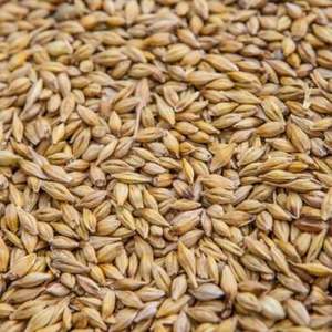 Cebada Perlada Orgánica Premium Seca / Grano / Cebada de Grado Alimenticio con 2 Años de Vida Útil Directo de Fábrica para Uso Alimentario - Product Image 3