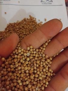 Hạt Rau Mùi Cung Cấp Từ Nhà Máy Hạt Rau Mùi Khô Gia Vị Tự Nhiên Hạt Rau Mùi Khô Chất Lượng Cao - Product Image 4