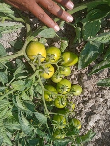Graines de tomates hybrides Moon Star SARDAR F1 - Pureté 99,9% - Taux de germination 90% - Durée de conservation de 2 ans - Product Image 3
