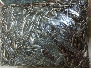 อุปทานโรงงานเวียดนามราคาถูกเมล็ดดอกทานตะวันดิบ - Product Image 3