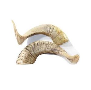 Corne de Shofar décorative 100% naturelle pour la meilleure vente, bonne polie pour la corne de mouton de dessus de table, emballage personnalisé, meilleure vente - Product Image 4