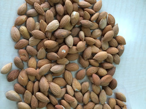 Noyaux d'abricot, durée de conservation de 24 mois, stockage à l'endroit frais et sec, utilisations multiples, en vente - Product Image 3