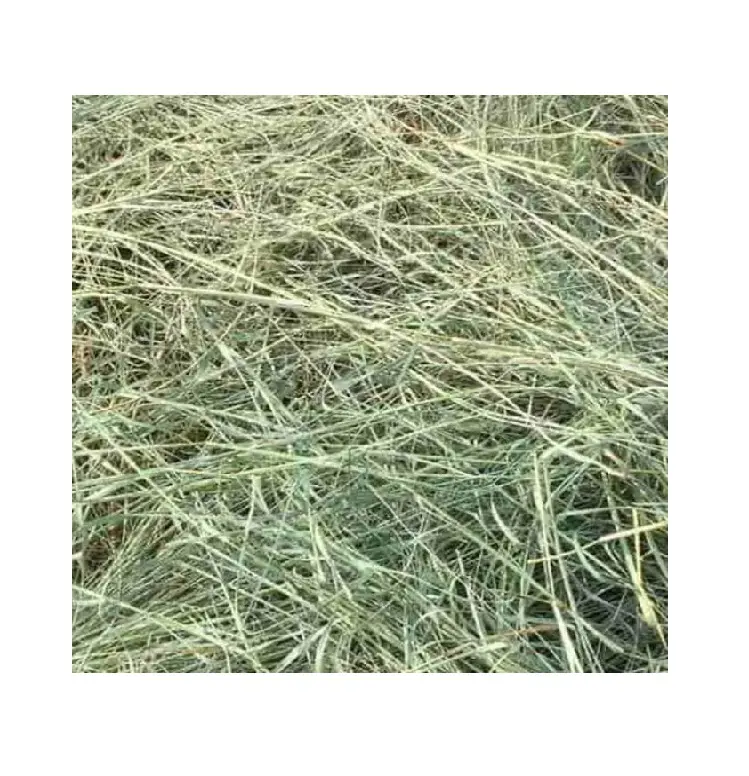 Non-GMO Hay for Animal Feeding Alfalfa / Bermuda Hay for sale In Low Price