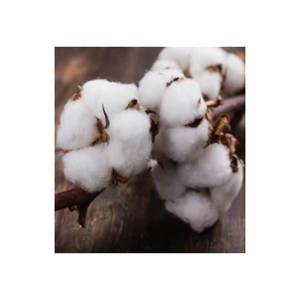 Balas de algodón crudo de alta calidad, hilo de algodón orgánico peinado para uso textil sostenible - Product Image 4