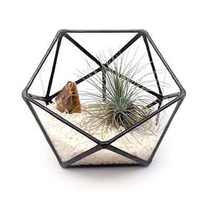 Excellent Quality Glass Terrarium For Decoration Best Selling Living Room or Dining Room Decoration Bulk Quantity Available. - Product Image 3