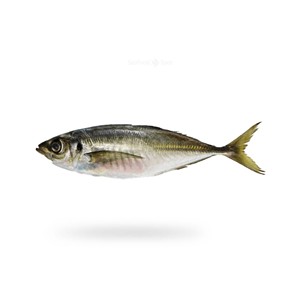 Maquereau congelé de haute qualité pêché en haute mer, frais congelé et adapté à l'approvisionnement en gros - Product Image 1