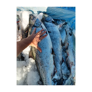 ฟาร์มปลาแซลมอนยกปลาแซลมอนแอตแลนติกอาหารทะเลปลาแซลมอนแช่แข็ง - Product Image 4