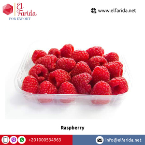 Số lượng lớn Số lượng Nhà cung cấp từ Ai Cập 100% tinh khiết và tự nhiên ngọt ngào và ngon quả mọng tươi Quả mâm xôi ở mức giá tốt - Product Image 4