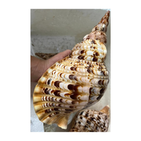 Coquille de trompette du Vietnam océan vietnamien naturel gros coquillages de triton/trompette à vendre coquillages de 99 données d'or