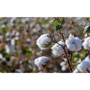 Oferta Exclusiva de Alta Calidad en Material de Relleno de Algodón Crudo 100% Puro, Venta al por Mayor a Granel para Exportación desde Bélgica - Product Image 1