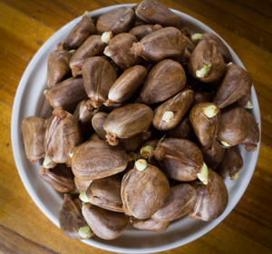 100% Good Quality Breadnuts for Sale - Product Image 5