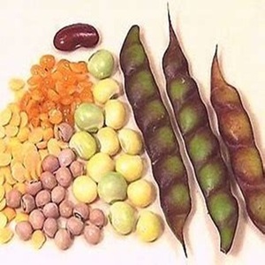 Guisante de Paloma Desgranado, Rico en Proteínas, de Grado Alimenticio, Disponible a Precio de Granja - Product Image 1