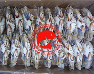 ปูทะเลแช่แข็งพรีเมียม ตัวเต็ม ดักจับจากธรรมชาติ ทำความสะอาดแล้ว เนื้อเยอะ คุณภาพสูงสุด อาหารทะเลคุณภาพเยี่ยมจากปากีสถาน - Product Image 4