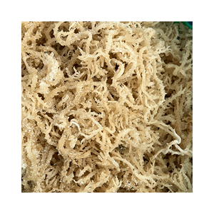 Vente en gros de produits d'algues Cottonii-Gold & Purple Irish Seamoss - Fresh Raw Eucheuma Cottonii Seaweed - Nutrition Seafood - Product Image 4