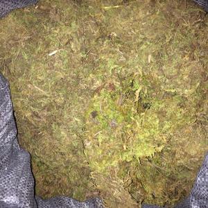 VENTA ENTERA SECO SPHAGNUM BOSQUE MUSGO SECO PARA ENCHAPAR ÁRBOL MANTENER LA HUMEDAD DE LA PROVINCIA DE CAO BANG VIETNAM - Product Image 4