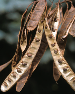 FRUTA DE ACORNO NEGRO ESTÁNDAR DE EXPORTACIÓN, CALIDAD PREMIUM, GRAN CANTIDAD DISPONIBLE - Product Image 4