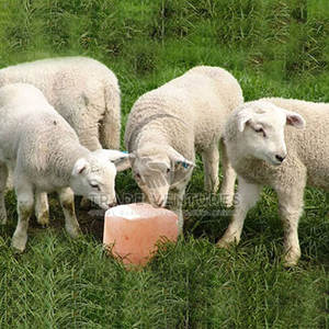 เกลือเลียสำหรับสัตว์คุณภาพพรีเมียม อาหารสัตว์ โลโก้สั่งทำ เกลือเลียสำหรับสัตว์ รุ่นใหม่ล่าสุด - Product Image 5