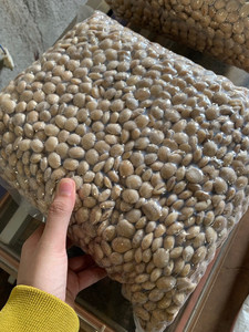 Grandes cantidades de sacha inchi de exportación a precio competitivo - Product Image 2