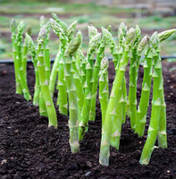 QUALITÉ GOURMANDE AUX PRIX DE GROS // ASPERGES CONGELÉES FABRIQUÉES AU VIETNAM // TOP CHOIX POUR VOUS
