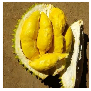<b>Large</b> Supply of Vietnam Durian Golden <b>Pillow</b> Fresh Fruit Frozen Durian Meat - Product Image 5