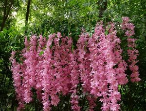 Andmade-guirnalda de flores personalizables, diferentes colores - Product Image 5