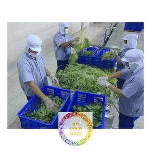 FEUILLES DE MANIOC CONGELÉES DE QUALITÉ D'EXPORTATION DU VIETNAM AVEC APPROVISIONNEMENT DIRECT EN GROS ET SERVICE FIABLE - Product Image 3