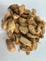 Coconuts vides en soie de Muga authentique |   Soie d'Assam dorée rare pour la fabrication de tissus de luxe, le feutrage et l'art textile