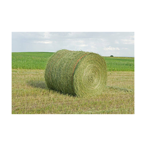 Foin d'alfalfa de haute qualité disponible à la vente, texture uniforme et couleur verte. - Product Image 5