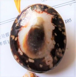 เปลือกหอยธรรมชาติ - Product Image 3