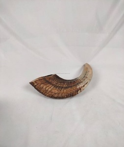 Shofars soufflants artisanaux artisanaux naturels-Cornes de buffle et de bélier de style animal polies pour la décoration intérieure fabriquées en Inde - Product Image 6