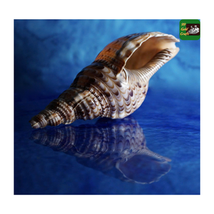 เปลือกหอยไทรทันสำหรับโชว์ของตกแต่งทะเลขัดเงาสำหรับตกแต่งวิลล่าและขายปลีก - Product Image 6