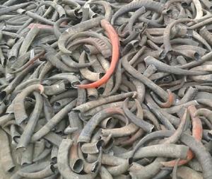 เขาควายดิบและเคล็ดลับงานฝีมือธรรมชาติในปริมาณมากปลายเขาควาย/วัวคุณภาพธรรมชาติ - Product Image 5