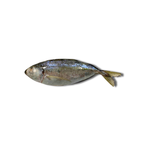 Poisson BQF Scad IQF congelé à gros yeux, 24 mois de durée de conservation, fournisseur en gros en vrac du Vietnam - Product Image 2