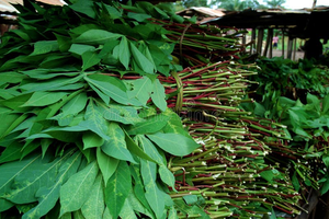 HOJA DE YUCA PREMIUM/RECIÉN COSECHADA/ALTAMENTE NUTRICIOSA/MULTIUSOS/HECHO EN VIETNAM - Product Image 4