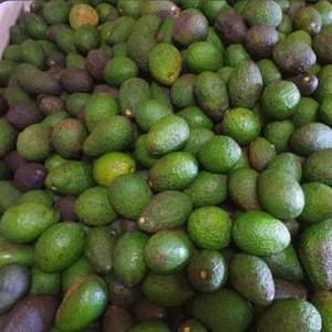 Aguacate Hass Fresco de Alta Calidad - Sabor Dulce, Mejor Precio, Directo de los Productores - Product Image 5