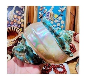 Premium Turbo Seashell elegante decoración de océano hecha a mano para hoteles, restaurantes y exportación al por mayor - Product Image 1