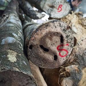 Qualité supérieure Luxe Doux Arôme Huile Essentielle Pur Oud Vietnam Agarwood Chips Composé de Bois Miel Cosmétiques Fourniture OEM - Product Image 1