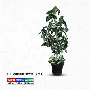 ต้นเบโกเนียลายจุดประดิษฐ์ - Product Image 1
