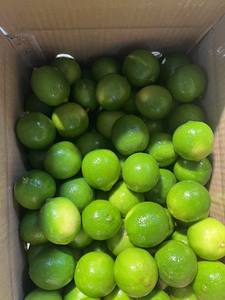 Lima fresca sin semillas de Vietnam/precio barato sin semillas frescas/limón verde al por mayor, caliente Venta de Lima verde fresca sin semillas - Product Image 5