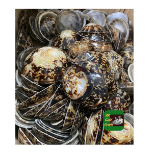 HERMOSAS CASQUILLAS DE LIMPET DE VIETNAM PARA PROYECTOS DE BRICOLAJE ARTESANÍA DE JOYERÍA Y ELEMENTOS DECORATIVOS DE DISEÑO DEL HOGAR - Product Image 4