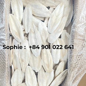 Espina de sepia seca más vendida con precio perfecto, espina de sepia estándar de exportación a la venta - Product Image 5