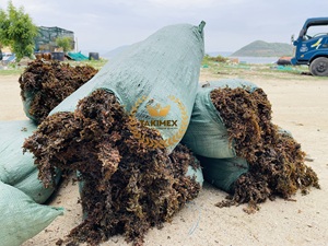 Wholesale Dried Sargassum Seaweed Sargassum Seaweed Premium Sargassum Seaweed For Export In Bulk - Product Image 2